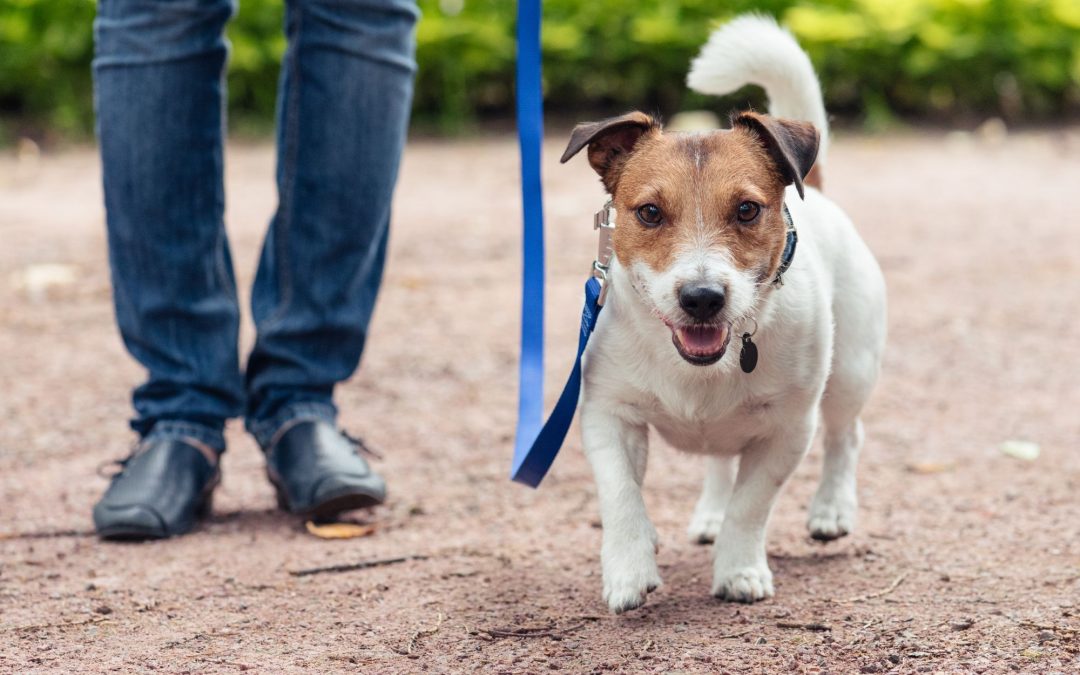 Canine Comfort: 10 Must-Have Essentials for Your Beloved Dog