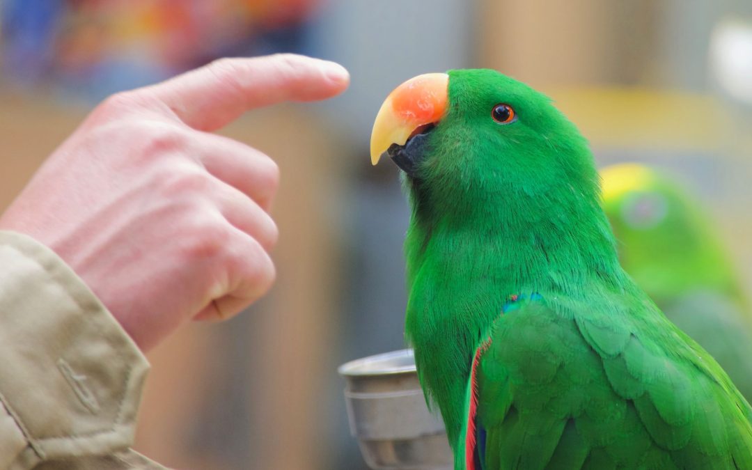 Wings of Friendship: Essential Tips for Nurturing a Lifelong Bond with Your Pet Parrot